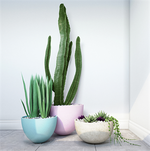 Cactus